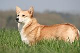 CORGI PEMBROKE 1224
